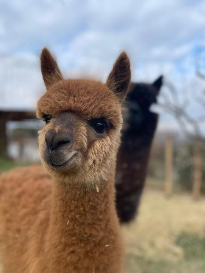 Agriturismo Il Vecchio Mandorlo Perugia Zewnętrze zdjęcie