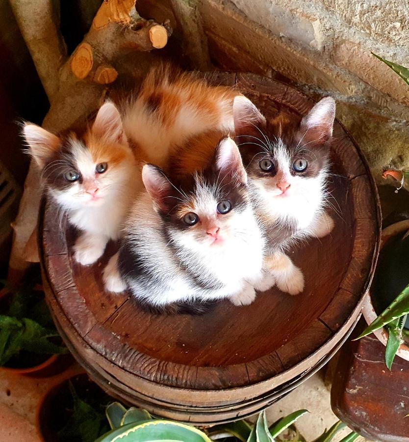 Agriturismo Il Vecchio Mandorlo Perugia Zewnętrze zdjęcie