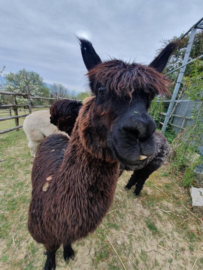 Agriturismo Il Vecchio Mandorlo Perugia Zewnętrze zdjęcie