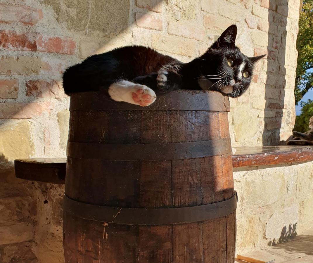 Agriturismo Il Vecchio Mandorlo Perugia Zewnętrze zdjęcie