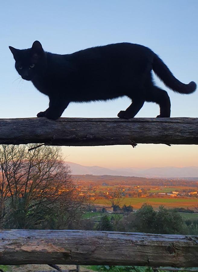Agriturismo Il Vecchio Mandorlo Perugia Zewnętrze zdjęcie